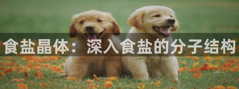 威九国际网站入口官网免费下载