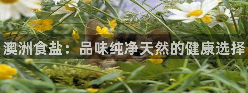 威九国际小说