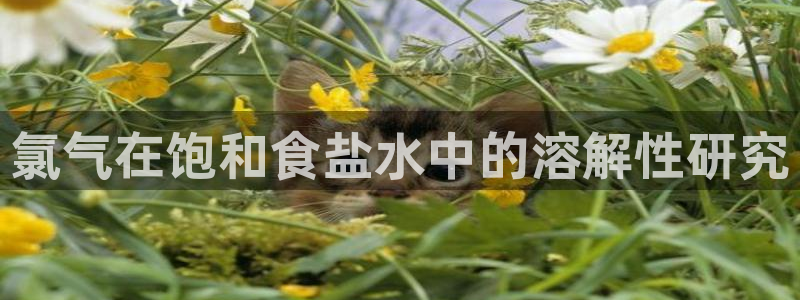 威九国际视频传媒招聘