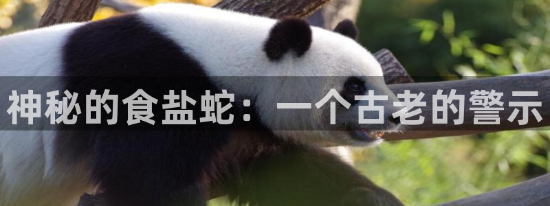 威九国际最受欢迎的功能